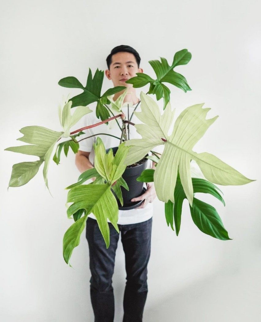 佛罗里达幽灵飞机蔓绿绒Floridaghost进口室内观叶绿植盆栽图片