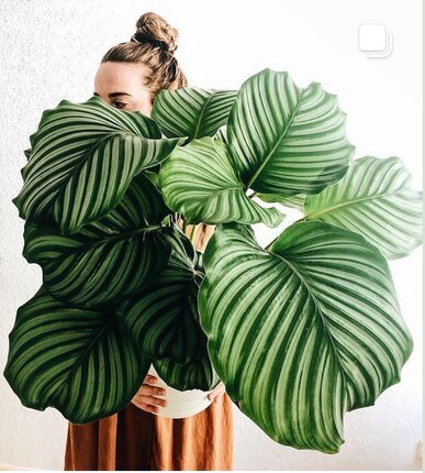 网红青苹果竹芋青莲彩叶芋喜阴植物绿植室内盆栽水培植物净化空气