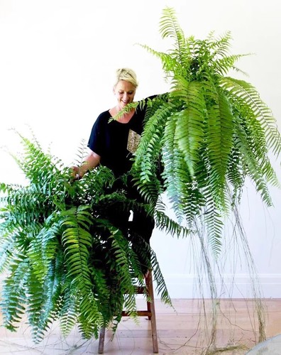 霸王威武大型蕨类酒店客厅