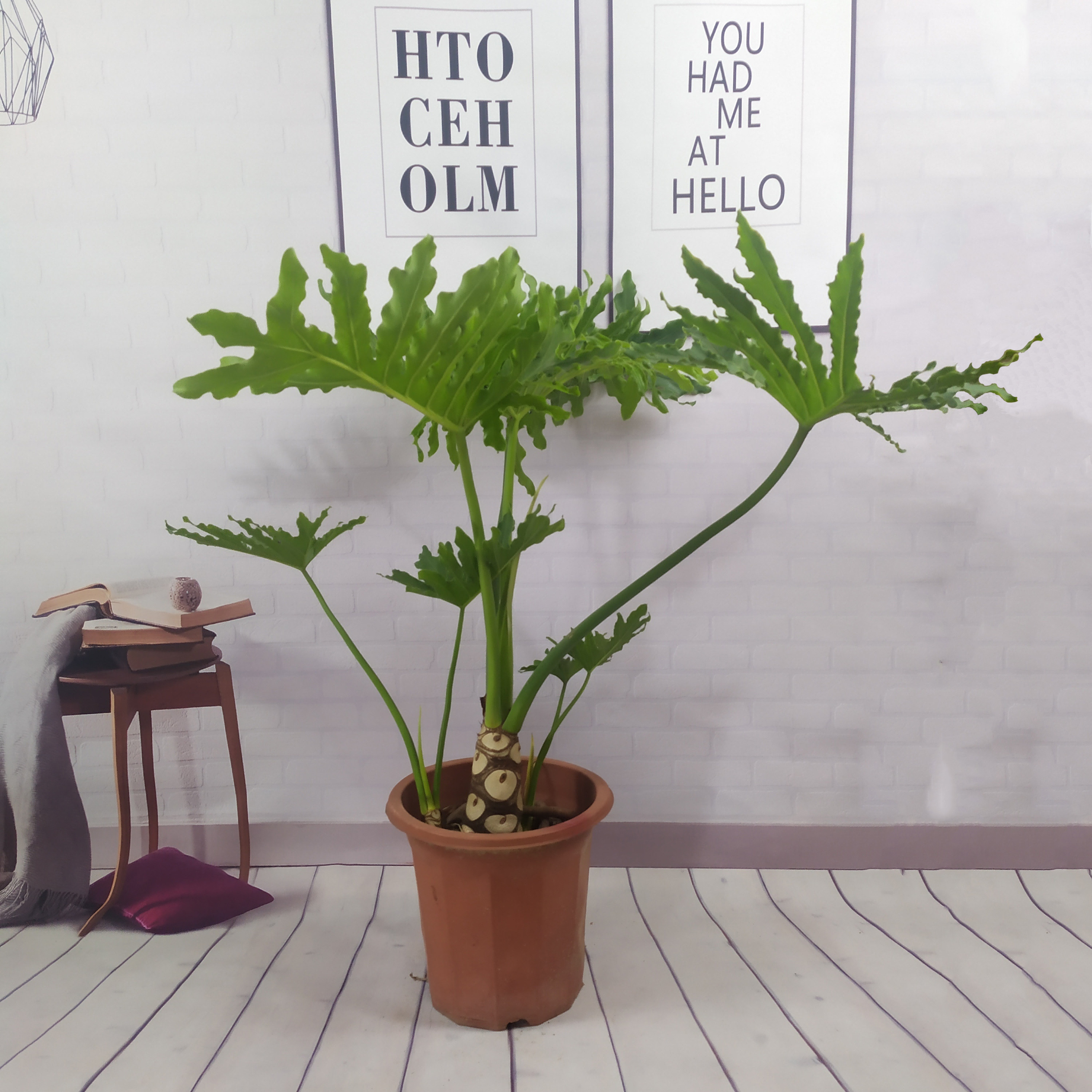 龙鳞春羽春雨室内盆栽绿植植物吸甲醛净化空气办公室水培盆景花卉