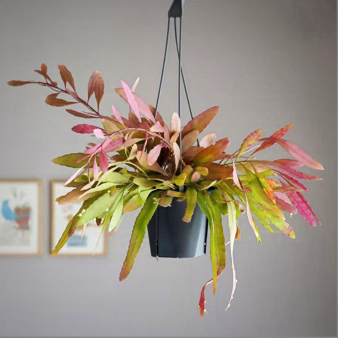 红叶丝苇变色垂吊室内桌面绿植