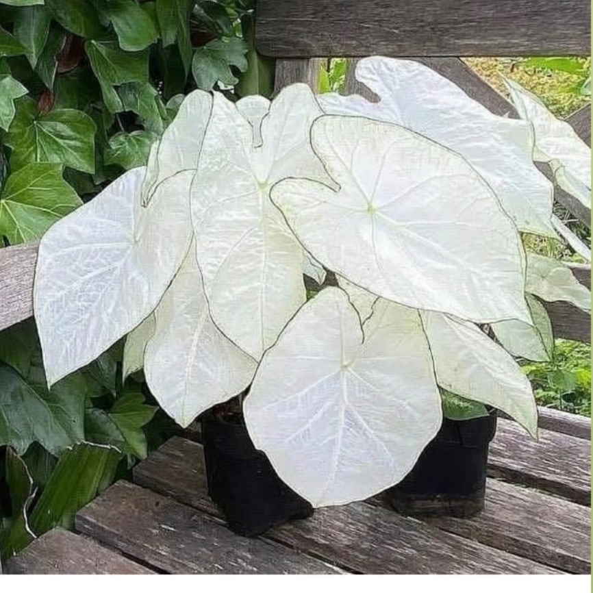 彩叶芋白月光粉色飞溅泰国白色恋人海王甜心绿植庭院盆栽观叶好养,鲜花速递/花卉仿真/绿植园艺,海芋,淘宝优惠券,粉丝福利购,淘宝优惠卷