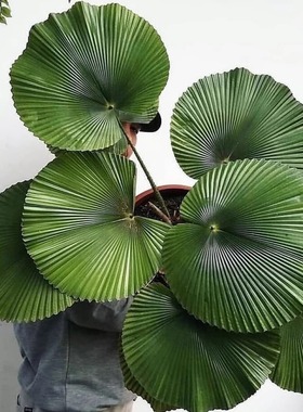 圆叶轴榈轴棕叶大美丽盆栽室内办公喜阴好养活绿植isn风网红植物