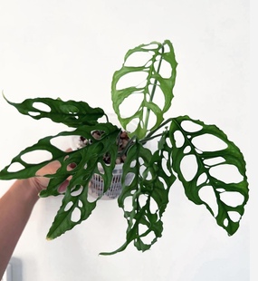 乞丐龟背竹秘鲁斜叶龟背竹MonsteraObliqua Peru室内阳台盆栽绿植