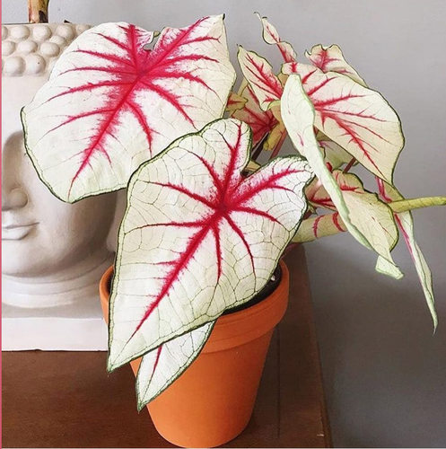 新手易养彩叶芋海芋种球盲盒3粒