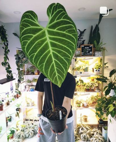 帝王花烛水晶华丽花烛盆栽克莱恩王原始水晶铜锣烧心形叶片植物