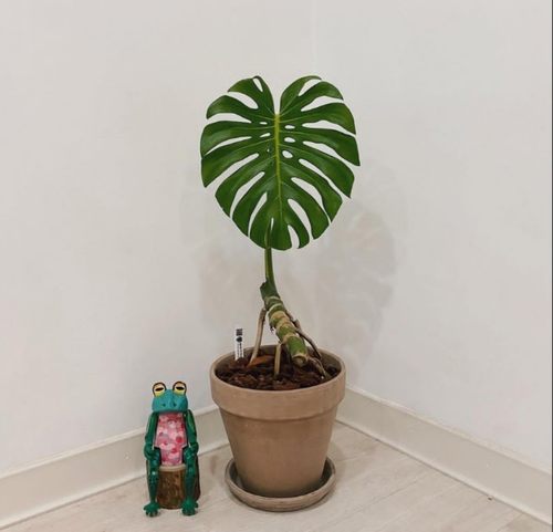 龟背竹室内一片叶子热植耐阴