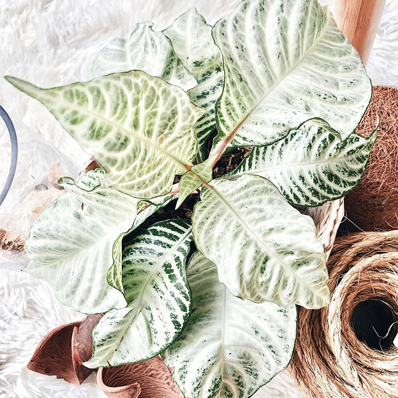 白雪爵床 aphelandra white wash 网红室内观叶盆栽