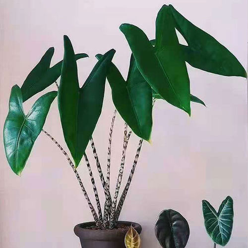 斑马海芋ins风萨利安天南星科热带植物荷兰进口室内观叶盆栽