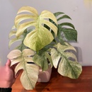 白怪兽龟背竹Monstera Monster室内阳台锦化植物花叶盆栽稀 White
