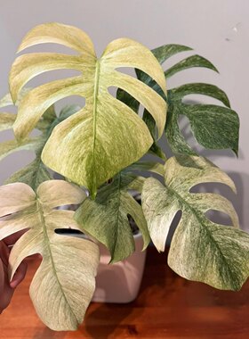 白怪兽龟背竹Monstera White Monster室内阳台锦化植物花叶盆栽稀