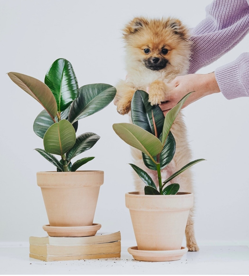 金刚橡皮树花叶绿植盆栽室内