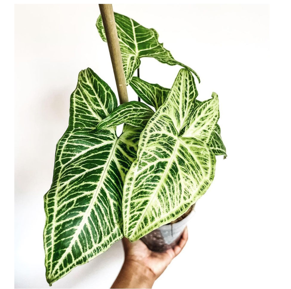 巴迪布纹合果芋syngonium batik稀有网红ins风观叶盆栽牛奶合果芋