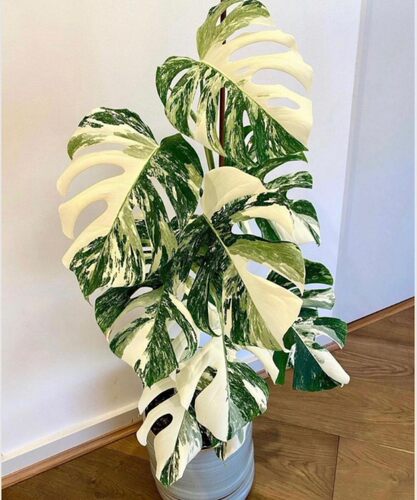 白锦龟背竹洒金龟背竹锦化植物荷兰日本进口白龟切苗好养新手适合