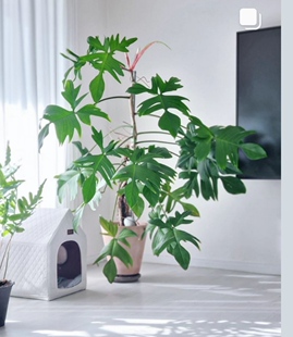 佛罗里达飞机蔓绿绒荷兰进口绿植盆栽腿毛美人锦蔓绿绒品种红毛