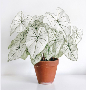 彩叶芋粉云红酒飞溅海王粉色飞溅少女心锦化植物盆栽物阳台种球