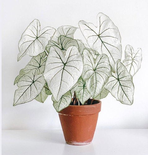 彩叶芋粉云红酒飞溅海王粉色飞溅少女心锦化植物盆栽物阳台种球