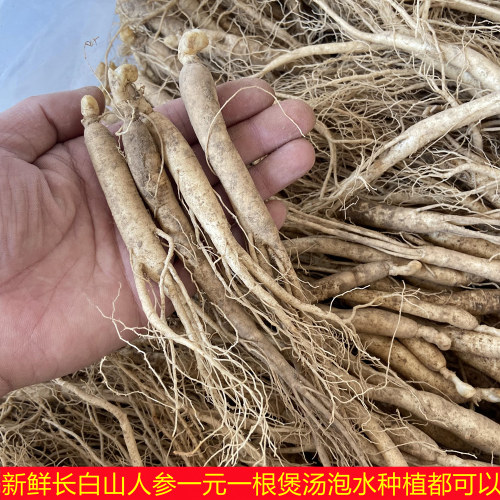 新鲜人参测试推荐煲汤泡水泡酒