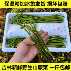 东北野生新鲜蕨菜500g 包邮吉林长白山天然山野菜农产品绿色食品