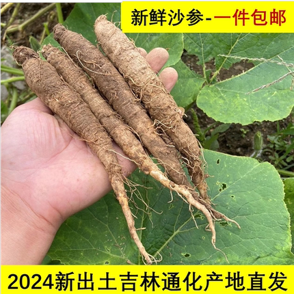 新鲜山胡萝卜500克包邮野生北沙参山地瓜轮叶党参朝鲜族特色咸菜