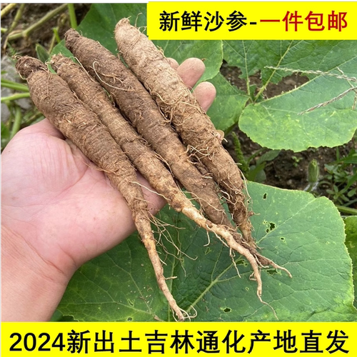 新鲜胡萝卜500克包邮野生北沙参