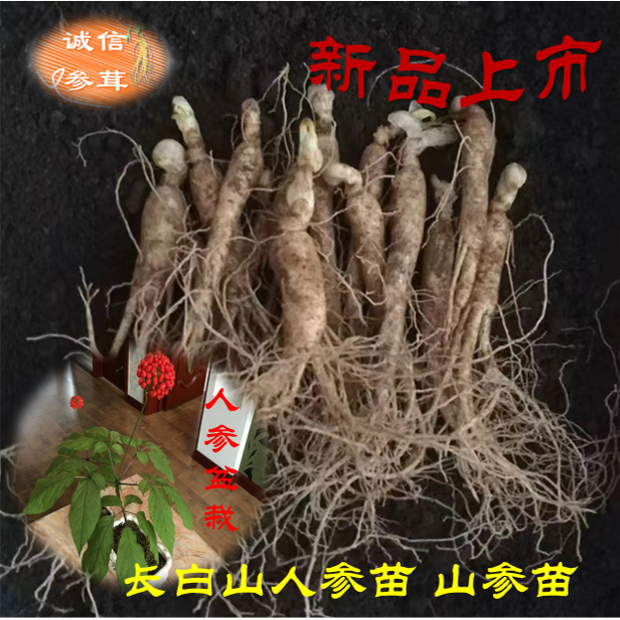 长白山新鲜人参苗山参苗鲜人参盆栽整枝参苗包邮产地直发不活补发