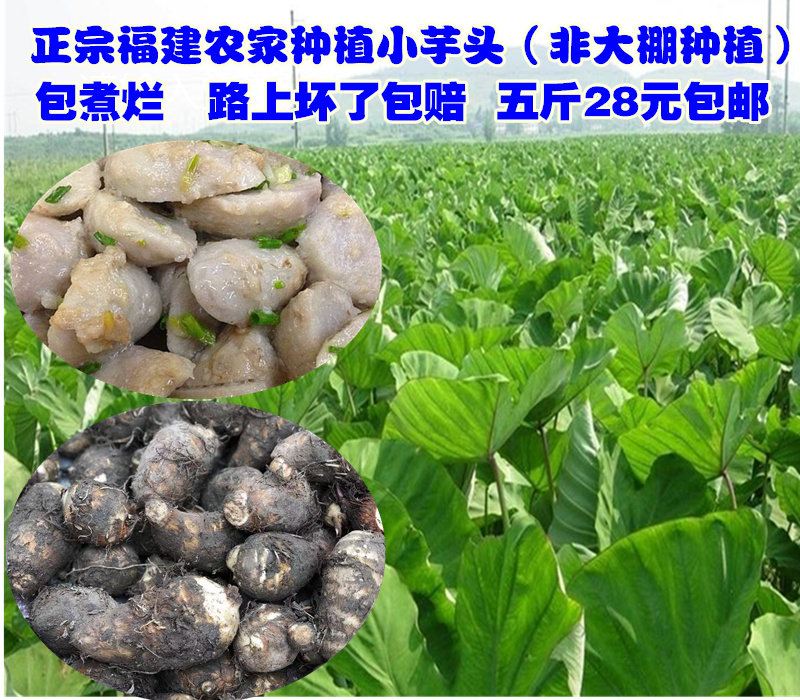 浦城小芋头福建毛芋仔滑溜小芋头易煮烂新鲜蔬菜包邮五斤2023新货