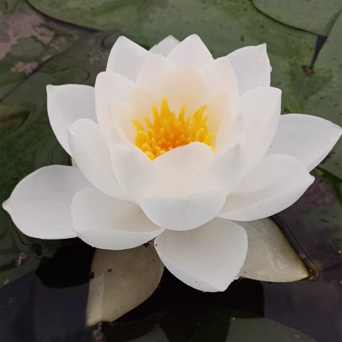进口名贵精品耐寒睡莲根茎苗水生桌面绿植