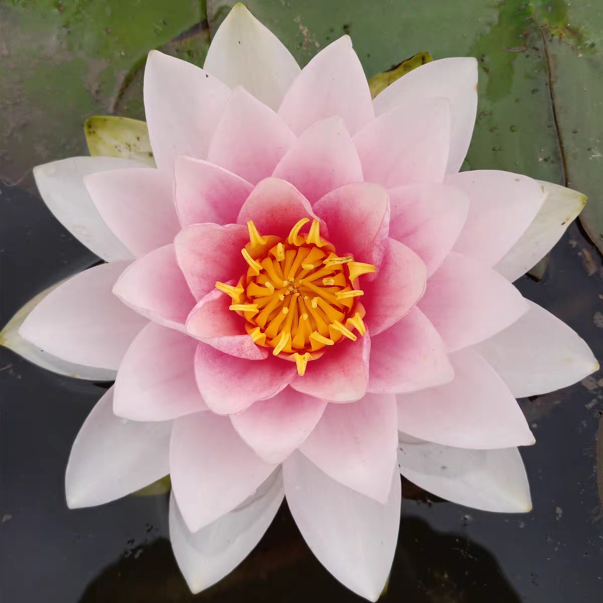 霍兰迪亚 耐寒水生花卉荷花苗重瓣浓香带花苞水池四季睡莲花苗