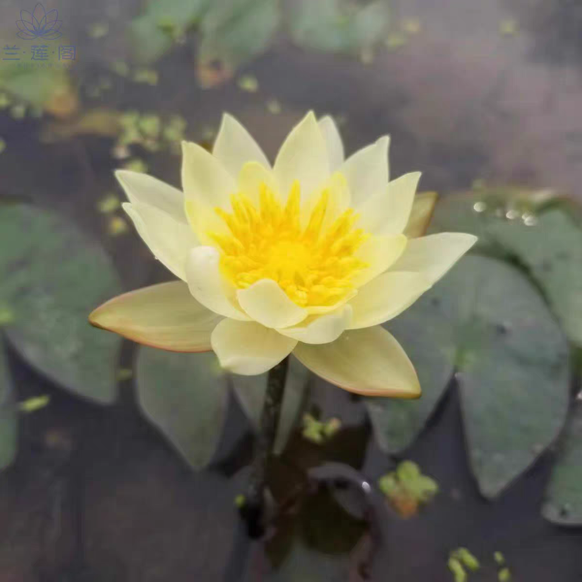 海尔芙拉  微型睡莲  迷你莲花种茎盆栽根块袖珍小型水生植物花卉