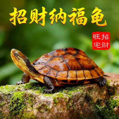 小乌龟正宗石金钱龟小宠物龟适合家养的乌龟活物纯种龟苗南石龟