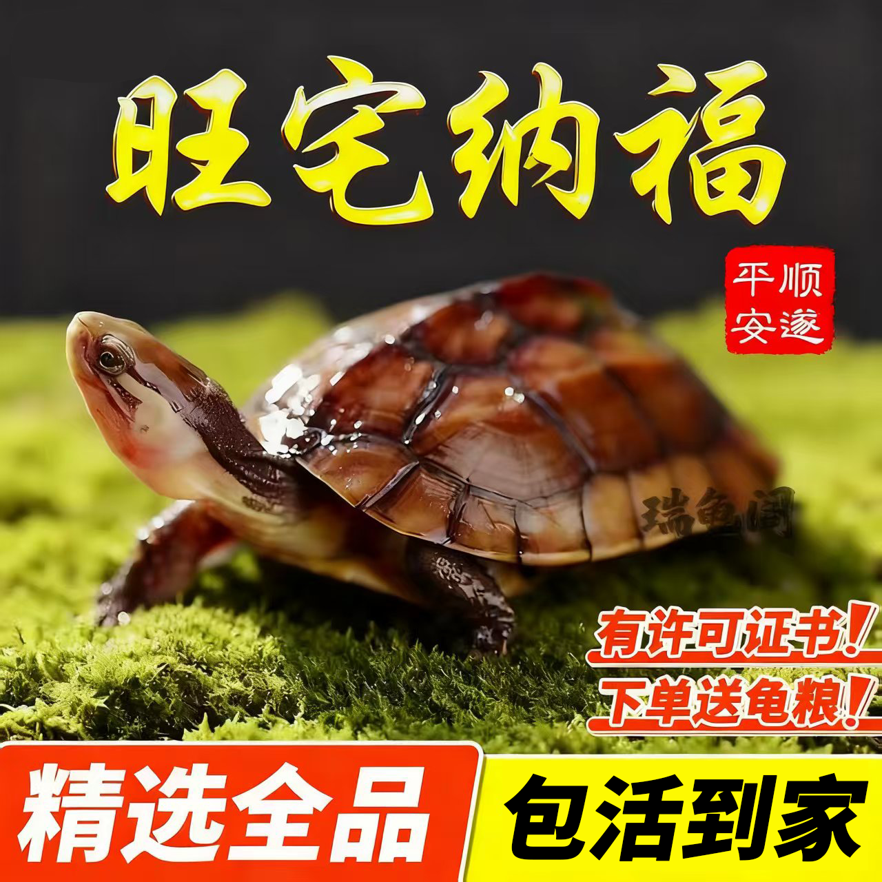 【旺宅纳福】纯种石金钱龟