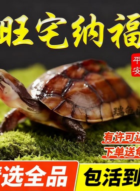 【旺宅纳福】纯种石金钱龟小宠物龟小乌龟龟苗南石龟长寿乌龟活物