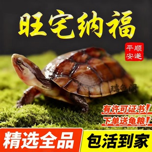 纯种石金钱龟小宠物龟小乌龟龟苗南石龟长寿乌龟活物 旺宅纳福