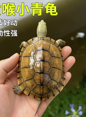 小乌龟正宗皖南小青龟小宠物龟适合家养的乌龟活物纯种龟苗黄喉
