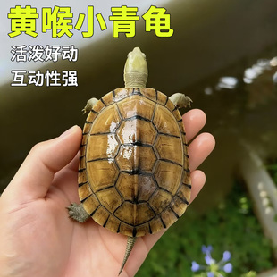 小乌龟正宗皖南小青龟小宠物龟适合家养的乌龟活物纯种龟苗黄喉