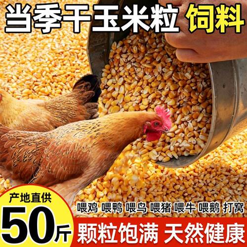 玉米粒喂鸡喂鸽子玉米喂鸭鹅饲料