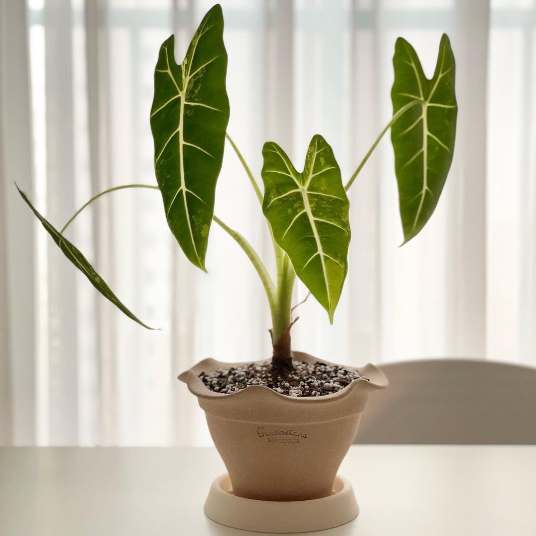 TeeUM韩国花盆陶土透气创意盆