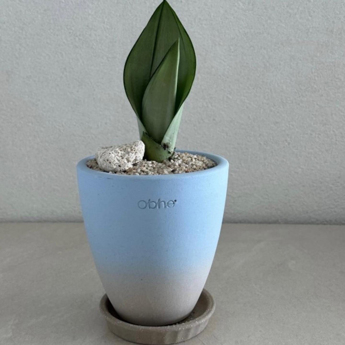 Ins花盆韩国花盆陶土TeeUM创意盆