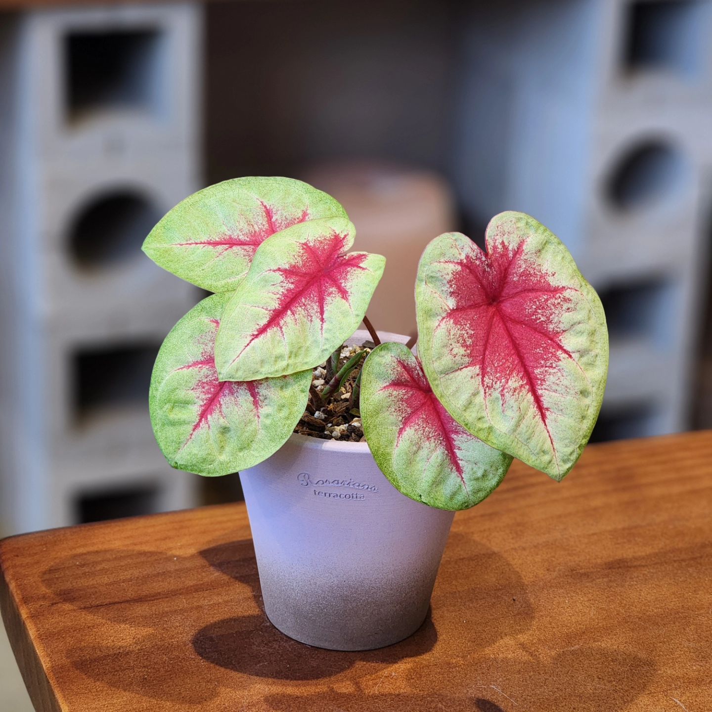 TeeUM韩国花盆陶土手工创意盆