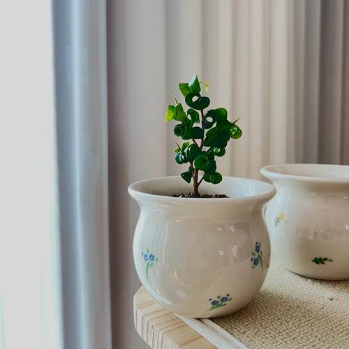 「国内现货」TeeUM韩国制｜创意设计手绘盆器｜手工多肉釉烧花盆