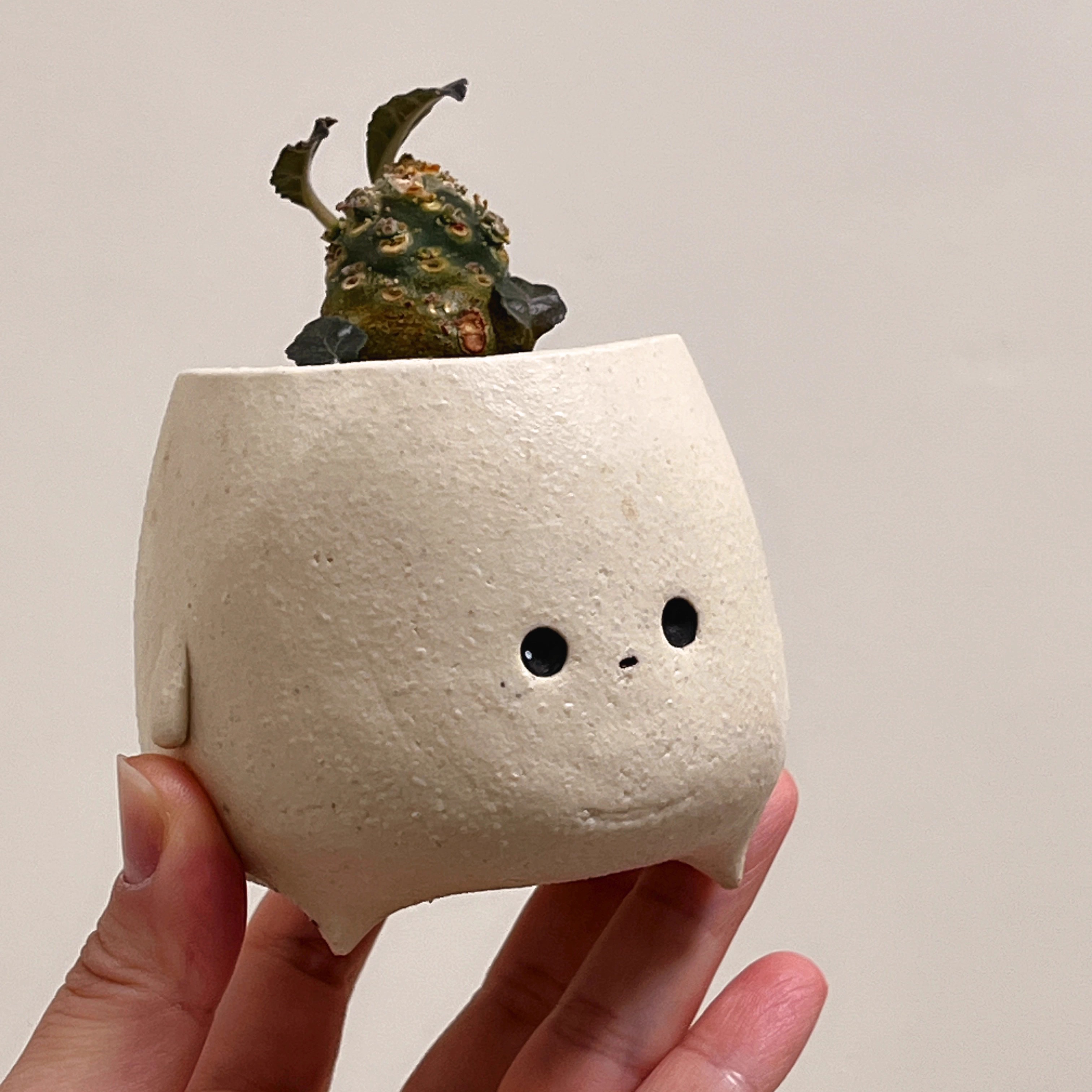 「国内现货」TeeUM韩国制｜可爱创意手工多肉花盆｜桌面摆设礼品