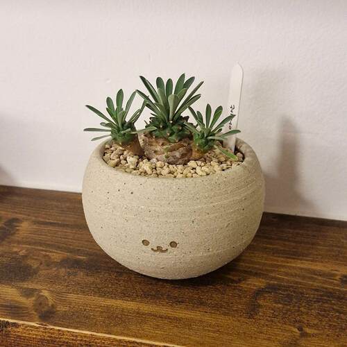 TeeUM迷你盆陶土手工吊挂盆