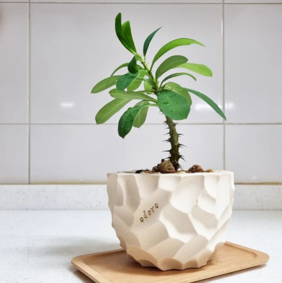 陶土韩国花盆纯手工TeeUM块根盆