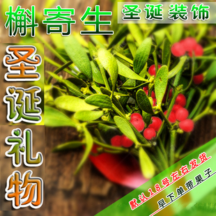 圣诞节日礼物槲寄生鲜花冻青冬青动情装饰创意婚礼送女友摆设布置