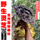 苗岭野生灵芝正宗紫灵芝 特级整枝可切片泡酒泡茶黑灵芝250g 林芝
