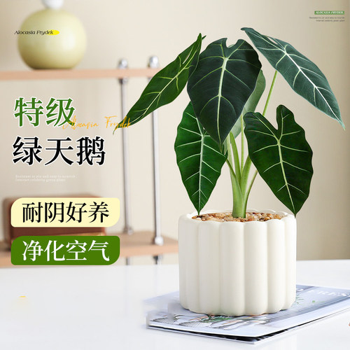 绿天鹅绒海芋盆栽办公室客厅净化空气小绿植大叶花卉北欧ins风格