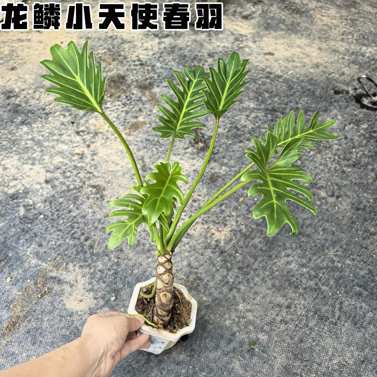 龙鳞小天使春羽盆栽老桩盆景净化空气办公室客厅桌面造型花卉绿植