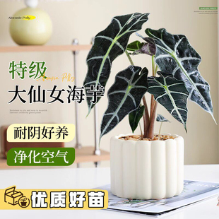 大仙女海芋客厅办公室净化空气植物网红绿植四季常青高级感小盆栽