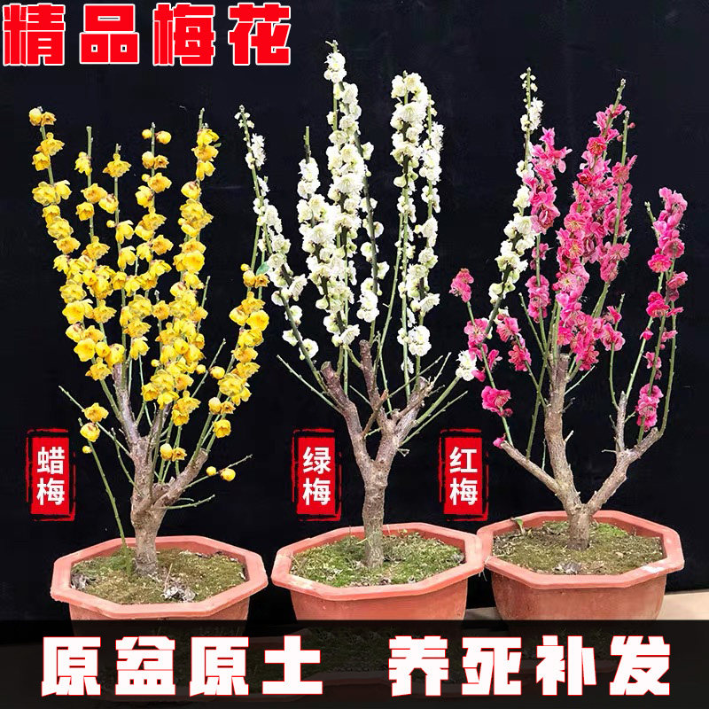 梅花盆栽红梅盆景腊梅树苗庭院阳台耐寒冬季植物花卉浓香型地栽苗